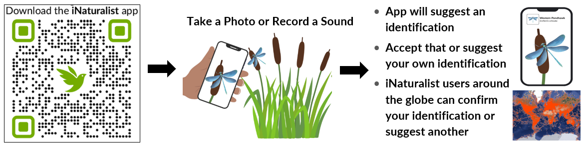 Sign up for iNaturalist